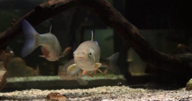 Dace, lökoskus lökoskus, Yetişkinler Yüzüyor