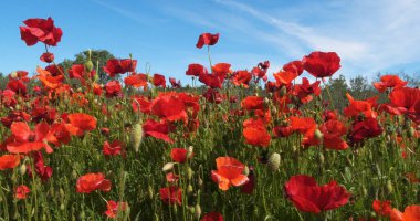 Poppies field, papaver rhoeas, in bloom, near Sibenik in Croatia clipart