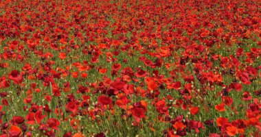 Hırvatistan 'ın Sibenik kenti yakınlarında gelincik tarlası, papaver rhoeas çiçek açtı