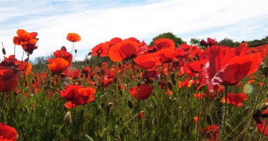 Hırvatistan 'ın Sibenik kenti yakınlarında gelincik tarlası, papaver rhoeas çiçek açtı