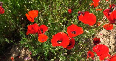 Hırvatistan 'ın Sibenik kenti yakınlarında gelincik tarlası, papaver rhoeas çiçek açtı