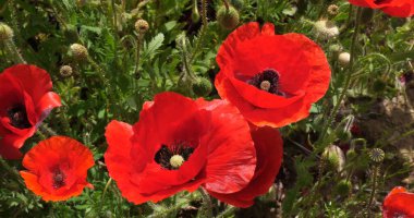 Hırvatistan 'ın Sibenik kenti yakınlarında gelincik tarlası, papaver rhoeas çiçek açtı