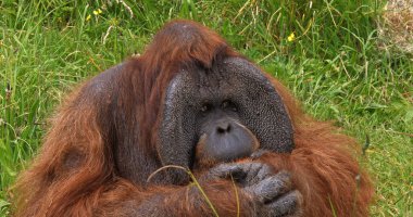 Orang Utan, pongo pigmaeus, Erkek Çimenlerde Oturuyor