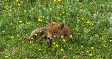 Kızıl Tilki, Vulpes vulpes, Sarı Çiçeklerle Çayır 'da Yürüyen Yavru, Fransa' da Normandiya