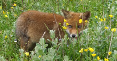 Kızıl Tilki, Vulpes vulpes, Sarı Çiçeklerle Çayır 'da Yürüyen Yavru, Fransa' da Normandiya