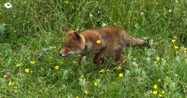 Kızıl Tilki, Vulpes vulpes, Sarı Çiçeklerle Çayır 'da Yürüyen Yavru, Fransa' da Normandiya