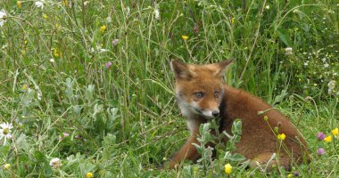 Kızıl Tilki, Vulpes vulpes, Sarı Çiçeklerle Çayır 'da Yürüyen Yavru, Fransa' da Normandiya