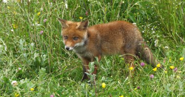 Kızıl Tilki, Vulpes vulpes, Sarı Çiçeklerle Çayır 'da Yürüyen Yavru, Fransa' da Normandiya