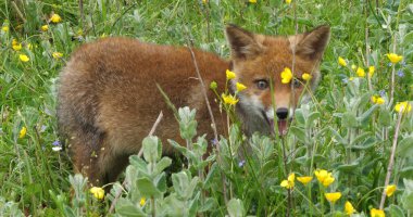 Kızıl Tilki, Vulpes vulpes, Sarı Çiçeklerle Çayır 'da Yürüyen Yavru, Fransa' da Normandiya