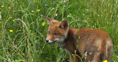 Kızıl Tilki, Vulpes vulpes, Sarı Çiçeklerle Çayır 'da Yürüyen Yavru, Fransa' da Normandiya