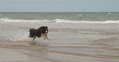 Sınır Collie Köpeği, Sahilde Koşan Erkek, Normandiya