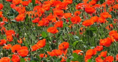 Gelincik tarlası, papaver rhoeas, çiçek, rüzgar, Fransa 'da Normandiya