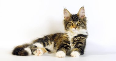 Kahverengi Tortie Tabby ve Beyaz Maine Rakun Evcil Kedisi, Beyaz Arkaplan 'a Karşı Kadın, Fransa' da Normandiya