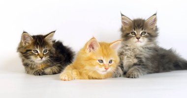 Mavi benekli Tabby, Kahverengi Tortie Benekli Tabby, Kremalı Tabby Maine Rakunu, Evcil Kedi, Beyaz Arkaplan 'a karşı Kedi Yavruları, Fransa' da Normandiya