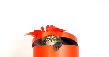 Kahverengi Benekli Tabby Maine Rakun, Evcil Kedi, Bir Hediye Kutusunda Kedi, Fransa 'da Beyaz Arkaplan Normandiya' ya karşı