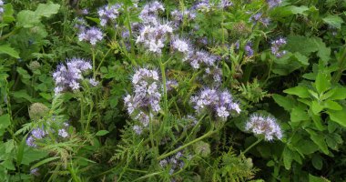 Lacy Phacelia, Fransa 'da yeşil gübre, Normandiya' da tomurcuklanan bir tarlada tanacetifolia.