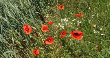 Buğday tarlasında haşhaş, papaver rhoeas, çiçek, Fransa 'da Normandiya