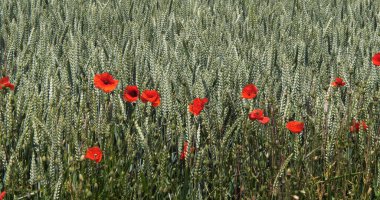 Buğday tarlasında haşhaş, papaver rhoeas, çiçek, Fransa 'da Normandiya