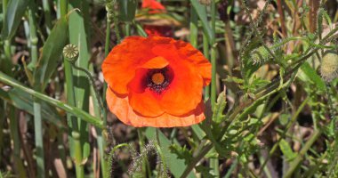 Buğday tarlasında haşhaş, papaver rhoeas, çiçek, Fransa 'da Normandiya