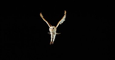 Ahır Baykuşu, Tyto Alba, Uçan Yetişkin, Fransa 'da Normandiya