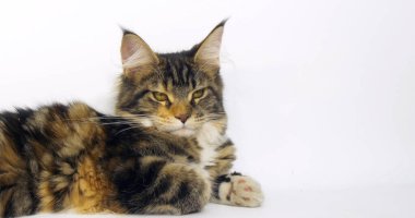 Kahverengi Tortie Tabby ve Beyaz Maine Rakun Evcil Kedisi, Beyaz Arkaplan 'a Karşı Kadın, Fransa' da Normandiya