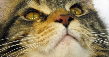 Kahverengi Tortie Benekli Tabby ve Beyaz Maine Rakun Evcil Kedisi, Beyaz Arkaplan 'a karşı Kadın Başı, Fransa' da Normandiya