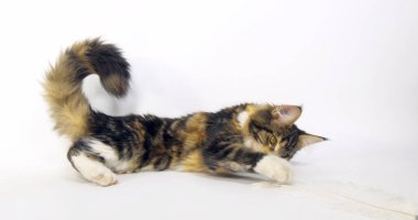 Kahverengi Tortie Tabby ve Beyaz Maine Rakun Evcil Kedisi, Beyaz Arkaplan 'a karşı oynayan Kadın, Fransa' da Normandiya