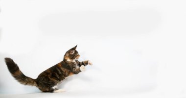 Kahverengi Tortie Tabby ve Beyaz Maine Rakun Evcil Kedisi, Beyaz Arkaplan 'a karşı oynayan Kadın, Fransa' da Normandiya