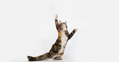 Kahverengi Tortie Tabby ve Beyaz Maine Rakun Evcil Kedisi, Beyaz Arkaplan 'a karşı oynayan Kadın, Fransa' da Normandiya