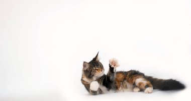 Kahverengi Tortie Tabby ve Beyaz Maine Rakun Evcil Kedisi, Beyaz Arkaplan 'a karşı oynayan Kadın, Fransa' da Normandiya