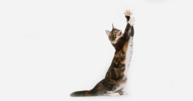 Kahverengi Tortie Tabby ve Beyaz Maine Rakun Evcil Kedisi, Beyaz Arkaplan 'a karşı oynayan Kadın, Fransa' da Normandiya