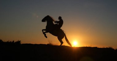 Camargue At Tekmeleyen Adam Gündoğumunda, Manadier Saintes 'te Maries de la Mer Camargue' de, Güney Fransa 'da, İnek Çocuk