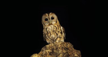 Tawny Baykuş, strix aluco, Yetişkin Kafasını çeviren, Fransa 'da Normandiya