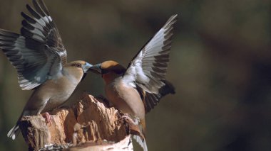 Hawfinch, coccothraustes coccothraustes, iki kuş arasında dövüş, Yetişkin Uçuşu, Fransa 'da Normandiya