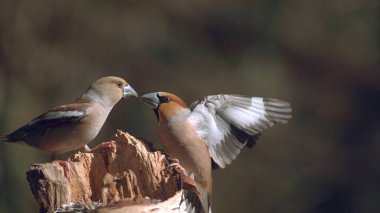 Hawfinch, coccothraustes coccothraustes, iki kuş arasında dövüş, Yetişkin Uçuşu, Fransa 'da Normandiya