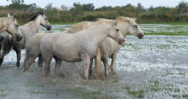 Camargue Atı, Herd Bataklıkta, Saintes Marie de la Mer Camargue 'de, Fransa' nın güneyinde