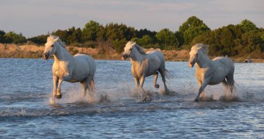Camargue Atı, Herd Swamp 'ta dört nala koşuyor ya da koşturuyor, Saint Marie de la Mer Camargue' de, Fransa 'nın güneyinde