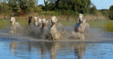 Camargue Atı, Herd Swamp 'ta dört nala koşuyor ya da koşturuyor, Saint Marie de la Mer Camargue' de, Fransa 'nın güneyinde