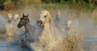 Camargue Atı, Herd Swamp 'ta dört nala koşuyor ya da koşturuyor, Saint Marie de la Mer Camargue' de, Fransa 'nın güneyinde