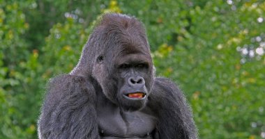 Doğu Ovası Gorili, Goril Graueri, Erkek Portresi