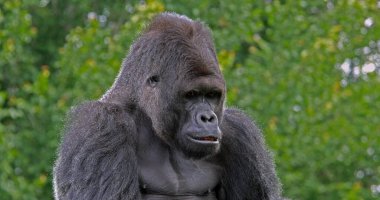 Doğu Ovası Gorili, Goril Graueri, Erkek Portresi