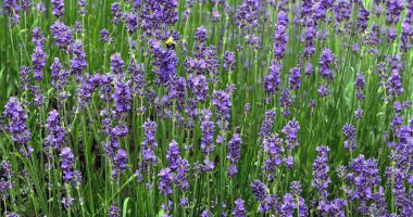 Lavanta, lavandula sp., Fransa 'da Normandiya