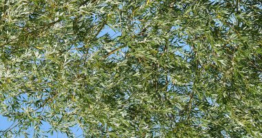 Pollard Willow, tükürük alba, Yapraklardaki Rüzgar, Fransa 'daki Normandiya