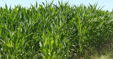 Mısır Tarlası, Zea Mays, Fransa 'da Normandiya