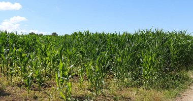 Mısır Tarlası, Zea Mays, Fransa 'da Normandiya