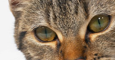 Beyaz Arkaplanda Kahverengi Tekir Kedi, Gözlerin Kapanışı