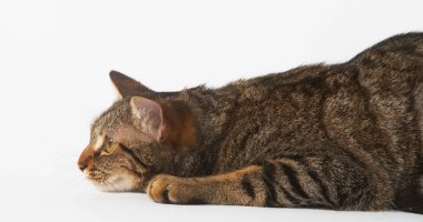 Beyaz Arkaplanda Kahverengi Tekir Kedi