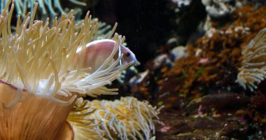 Pembe Anemonfish, amfiprion perideraion, Anemone yakınlarında duruyor.