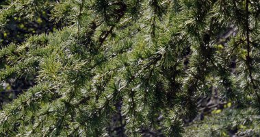 Lübnan sedir ağacı, cedrus sp., Normandiya, Fransa