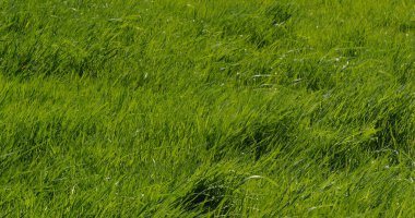 Rüzgarda Uzun Çimen, Fransa 'da Normandiya